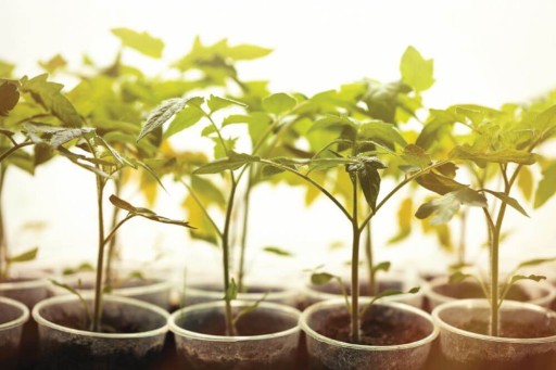 LED GROW ŽIAROVKA NA PESTOVANIE RASTLÍN 5W BIELA
