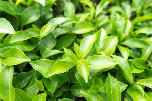 Prémiový čierny čaj Earl Grey kvalitné lístky 100g LOYD