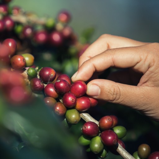 PS Coffee Brazil 250g ČERSTVÉ KÁVOVÉ ZRNKY