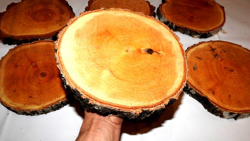 REZ DREVA, BREZA PEČIATKA, 25-30CM, 1KS