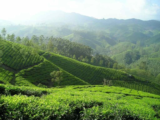 Čaj Oolong Chai 100g Bio-Flavo