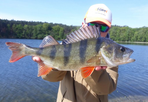 FishUp Tanta 2