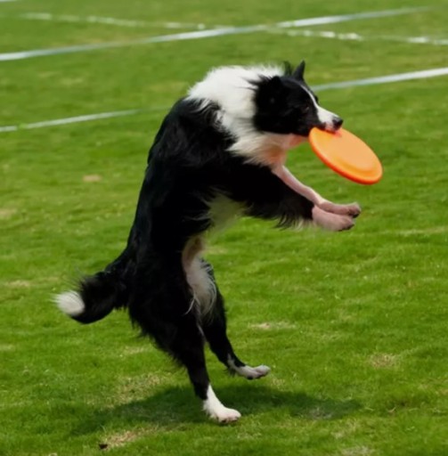 Frisbee disk LIETAJÚCA HRAČKA pre psa pod tanier APORT 15cm Miska 2v1