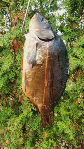 H-433 Háčik na údenie kaprov, 33 cm, silný INOX