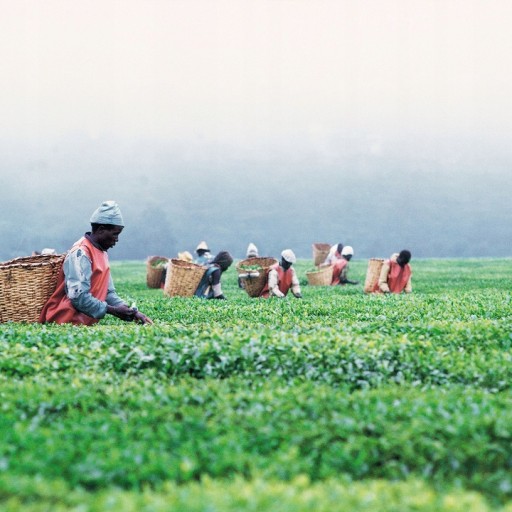 kvalitný BIRCHALL ENGLISH BLACK TEA
