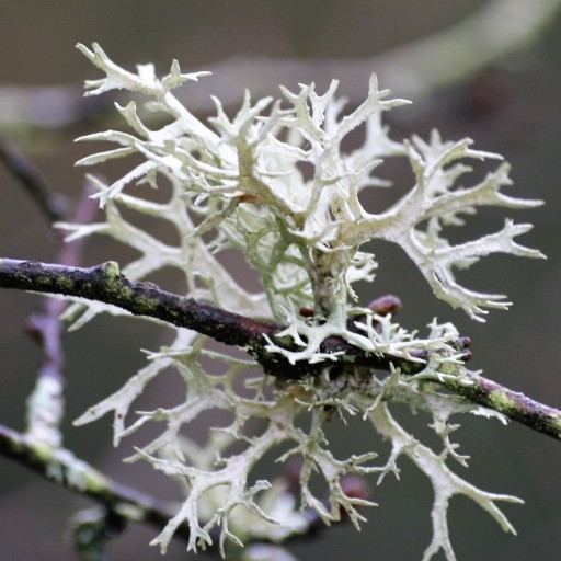 ISLAND LICHEN 100% sušený bylinný nálev NA KAŠEL