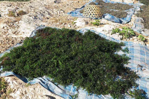 Sušené riasy WAKAME Morské riasy Cut Algae 100 g