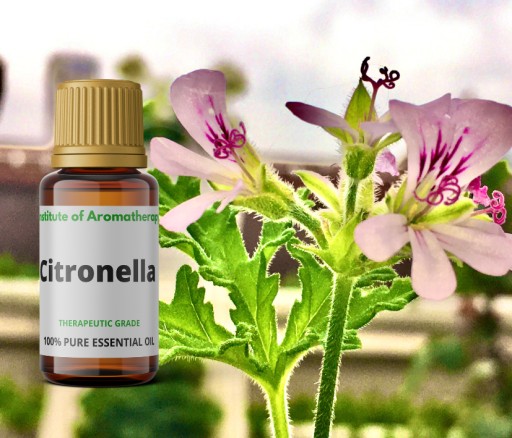 Inštitút vône citrónového oleja CITRONELLA