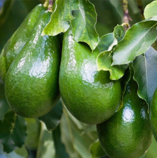 Prírodný AVOKÁDOVÝ olej Avocado Avocado 100ml