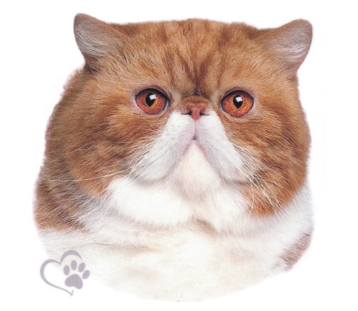 Nálepka Nálepka Cat Cat Kitten Čistokrvná perzská UV