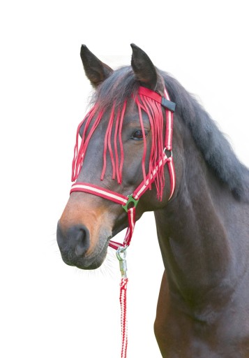 Covalliero 1 (pony) oranžové a červené