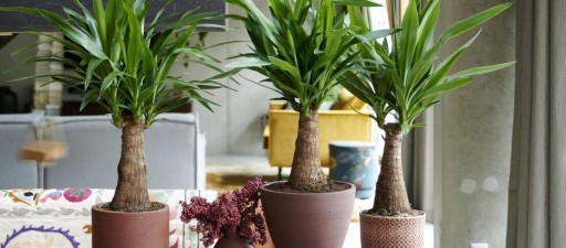 Pôdny SUBSTRÁT pre GREEN Plants Palm Juk 5L