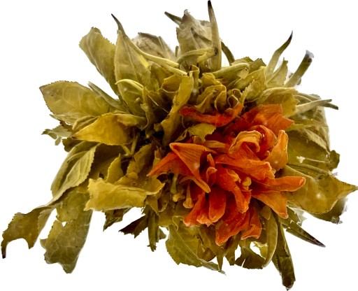 Tea Blooming Lily Ball, rozkvitnutá guľa kvetov oranžovej ľalie