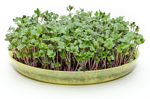 Semená klíčkov MICROGREENS RED KALE 100g