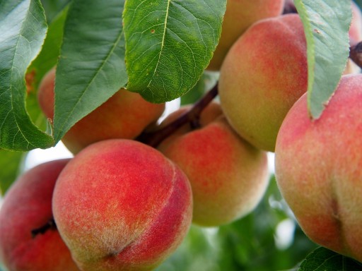 SUŠENÉ BROSKYNE S PRIDANÝM CUKROM 250 g