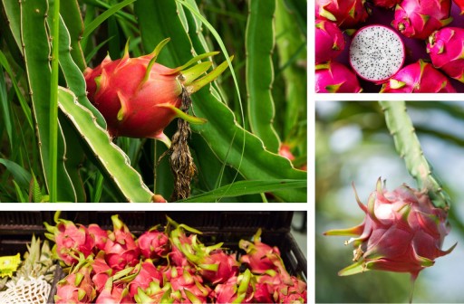 DRAGON PITAYA dračie ovocie 50g sušené ovocie pitahaje do kokteilov a nápojov
