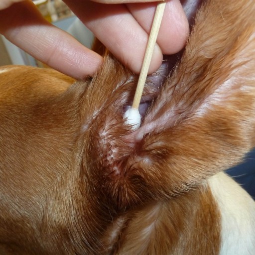 BambooStick tyčinky na čistenie uší pre psov l/xl 10 ks.