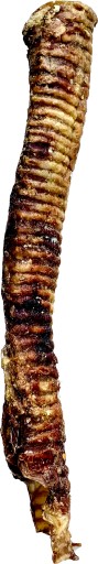 Hovädzie trachea Prírodne sušené XL 1 ks 40 cm