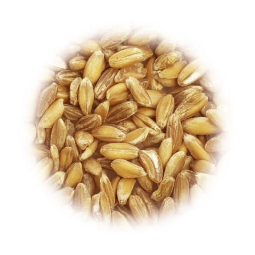 PŁASKURKA zrná pšenice jednozrnka 1kg