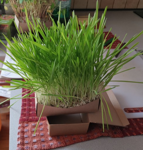 Semená jačmeňa na klíčky a mikrolístky 500g
