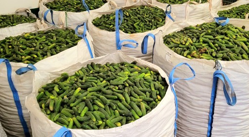 Runoland Organic Kartuskie Cucumbers - zdravý doplnok k večeri