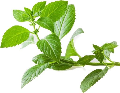 CHLADIACA MASŤ MÄTA KAFR EUKALYPTUS VapoRub NA CHRIPKU BOLESTI HLAVY