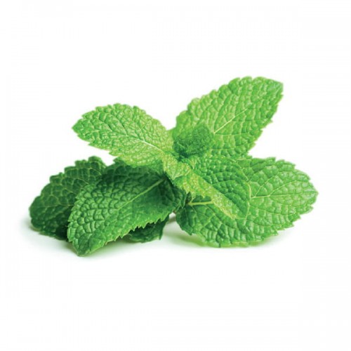 Vôňa do sauny Bassau Oil 15ml - Mäta pieporná