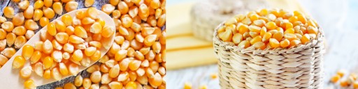 POPCORN KUKURICIA 1kg BEZ SOLI SUPER ZRNKA!