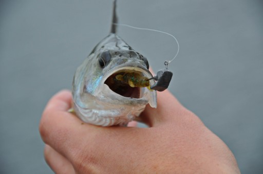 FISHUP REAL CRAW 1,5