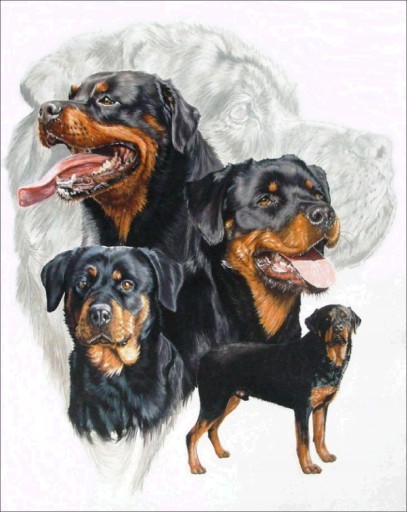 Diamantové maľovanie DOG Diamantové vyšívanie 5D diamantové maľovanie