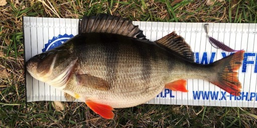 FishUp Tanta 2