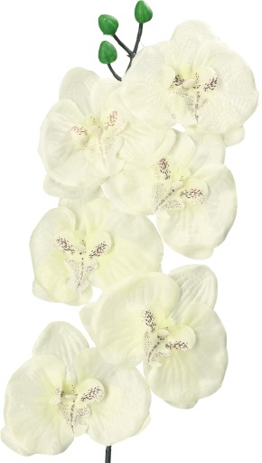 ORCHIDEA ORCHIDEA JEDNODAROVÉ PREVODY 75cm