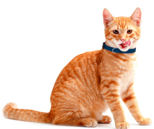 Obojok PRE PSA, ŠTEŇA YORKY CAT, 20-30 cm š