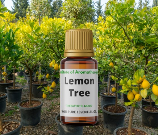 LEMON TREE olej osviežuje a dezinfikuje vzduch