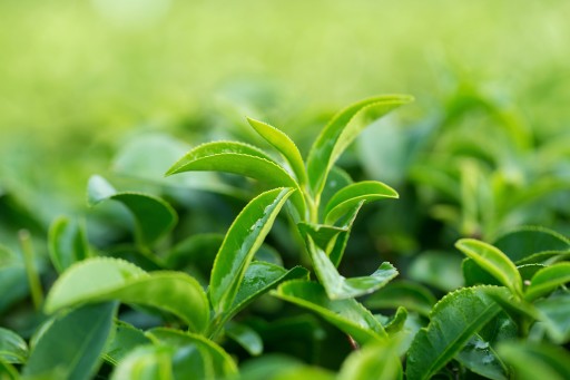 Čínsky Yunnan Long Leaf Čierny čaj Bohatá chuť 80g LOYD