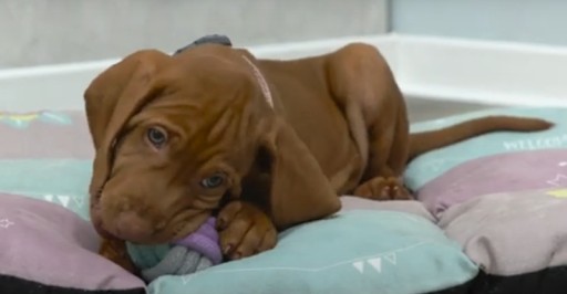 Žuvacia loptička pre šteniatka Junior Trixie