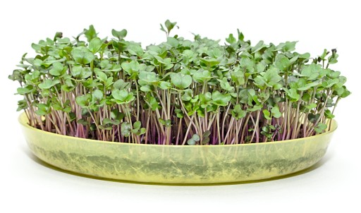 Semená klíčkov MICROGREENS RED KALE 100g
