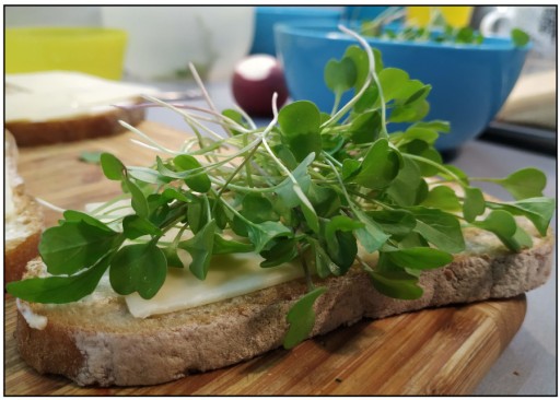 ĽANOVÁ PODLOŽKA na klíčenie microgreens
