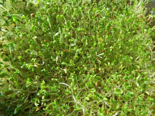 Alfalfa klíčiace semienka 20g BIO - Semienka - W. Legutko