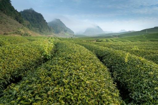 TEALOV čierny čaj ČEREŠNE V ČOKOLÁDE 50 g