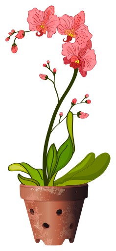 ORCHIDOVÝ KVET NÁLEP NA ZRKADLO NA OKNO
