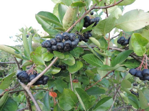 Sušená ARONIA 500g čisté Flavo
