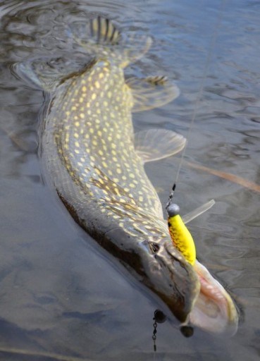 Savage Gear Cannibal PIKE RUBBER x 1ks #10cm