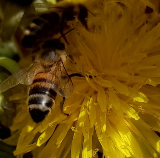 PROPOLIS V MEDE Z MANDALNUS APYIEKA M