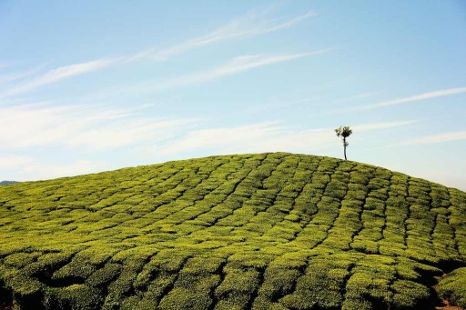 Pu Erh havajský čaj 50g Flavo