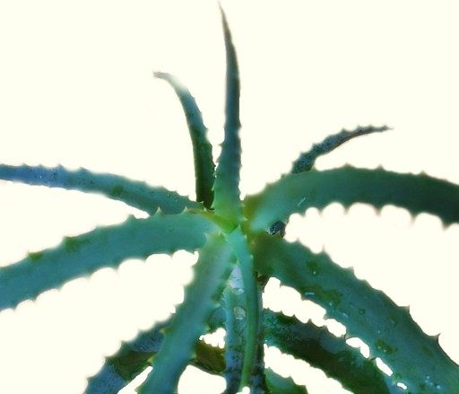 BHP pasta s aloe a drevitou múčkou Eilfix 500 ml