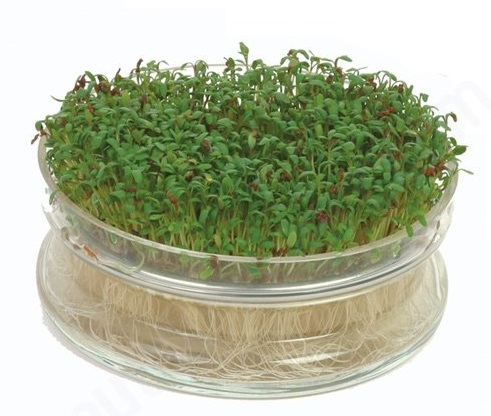 CRESS - Semená na klíčky 250g