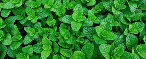 STASSEN Mint Black Tea - Cejlónsky čierny čaj MINT - 25 VRECOV