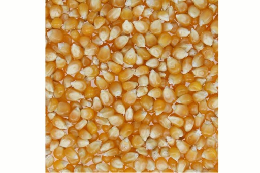 Popcorn Zrno Kukurica na pečenie 1kg