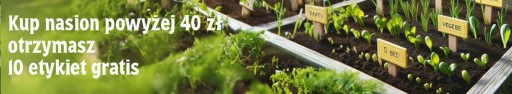 Semená klíčkov reďkovky Superfood zdravá výživa